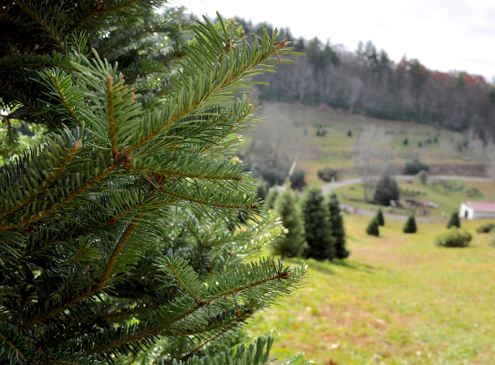Fraser fir